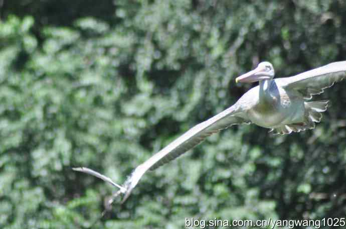 再拍大鹈鹕 wbr wbr1