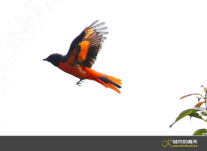 云南拍鸟打个总结：记录鸟片十四种