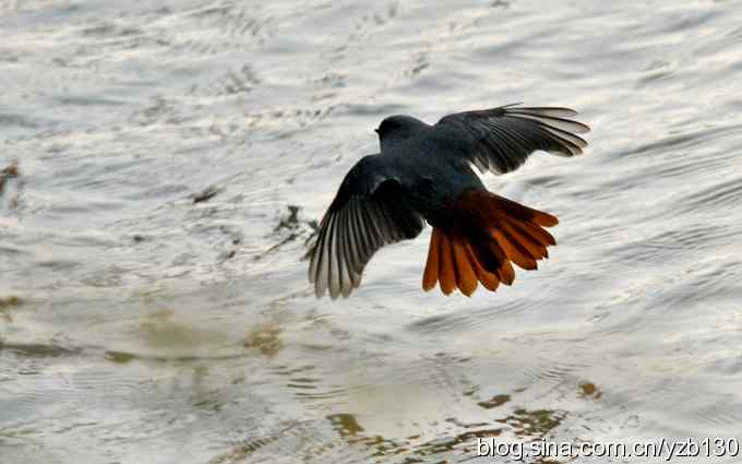 全方位观察红尾水鸲（组图）