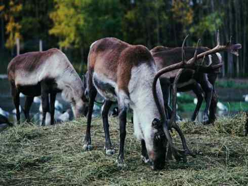 自然奇观：动物大迁徙(北美驯鹿长征)