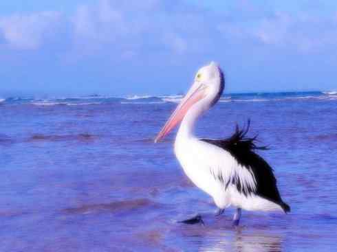 白头鸟系列：另类的美丽10（海鸥）