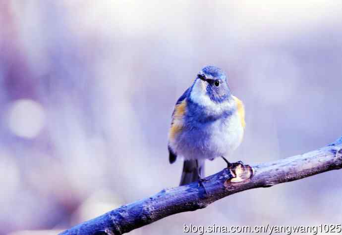 北京天坛公园的鸟类——雄性红胁蓝尾鸲（11）