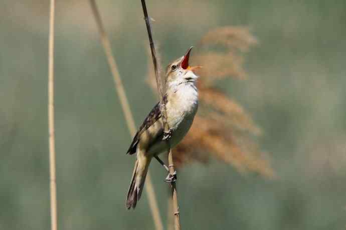 东方大苇莺 东方大苇莺