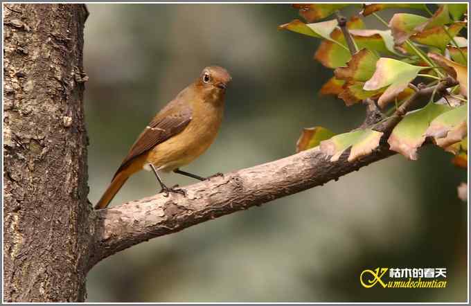 蓝额红尾鸲MM【照片】