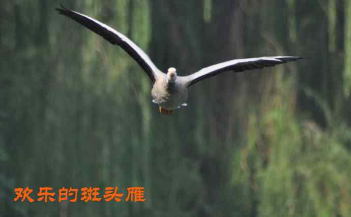 欢乐的斑头雁