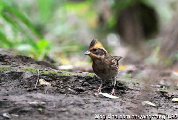 北京天坛公园的鸟类——雌性黄喉鹀（8）