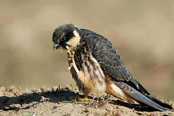 康西草原拍鈥溍外澚憔嗬耄ㄑ圉佬凑妫