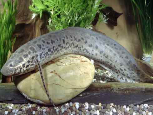 鱼类活化石：非洲肺鱼