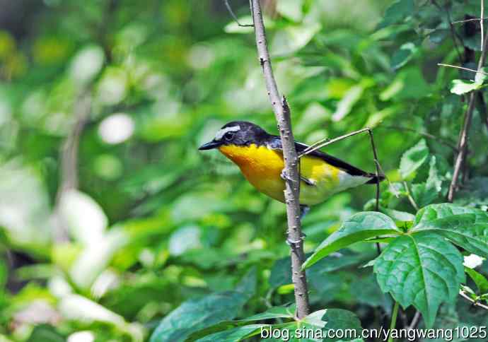 雄性白眉姬鹟（3）