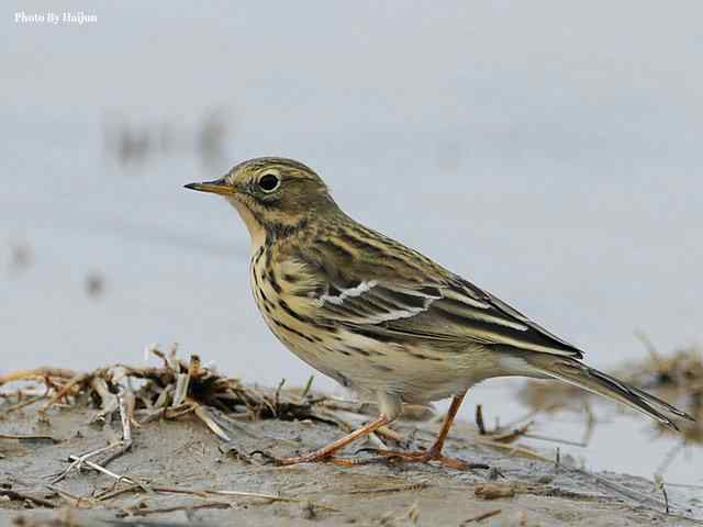 野鸭湖拍摄纪实(黄头鹡鸰及其它) 野鸭湖拍摄纪实(黄头鹡鸰及其它)