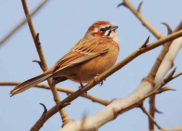 家乡的鸟（6），三道眉草鹀（组图）