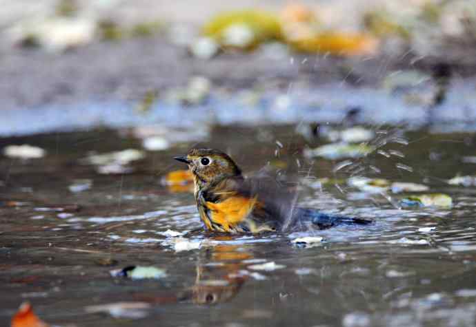 雌性红胁蓝尾鸲(7) 雌性红胁蓝尾鸲(7)