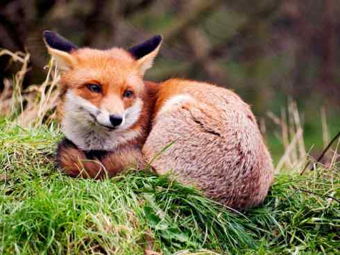 犬科：狐亚科狐属