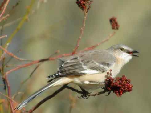 雀鸟也彪悍：别惹我（小嘲鸫）