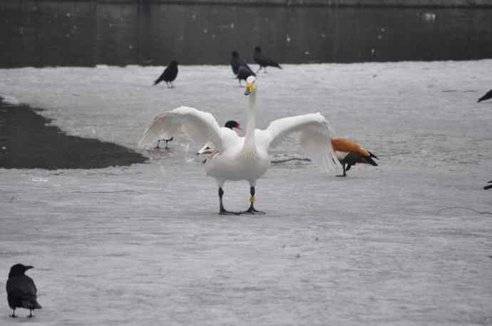 天鹅（送给小朋友GIGI）