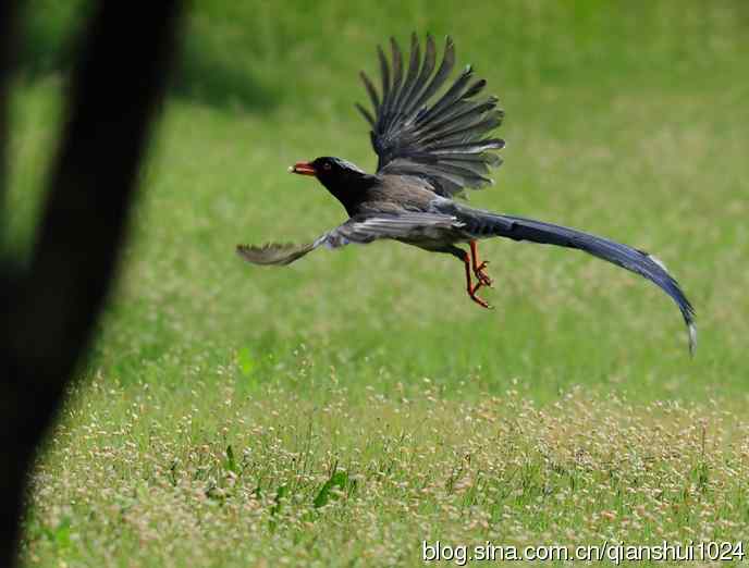 夏日小景,红嘴蓝鹊
