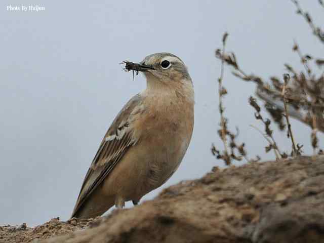 野鸭湖拍摄纪实(黄头鹡鸰及其它) 野鸭湖拍摄纪实(黄头鹡鸰及其它)