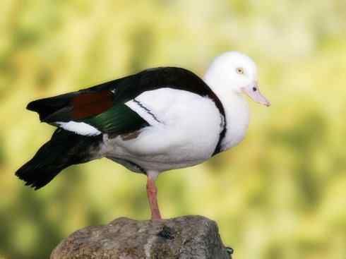 白头鸟系列：另类的美丽9（雁鸭）