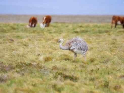 家禽驯化之源之十二