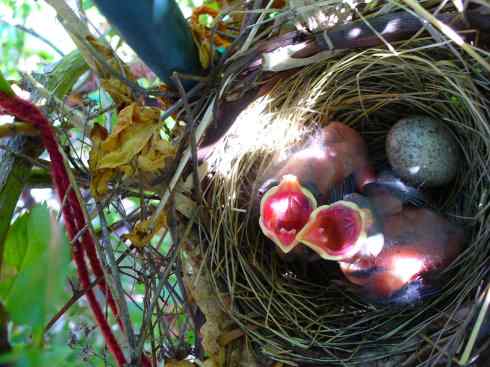 北美红雀出生记