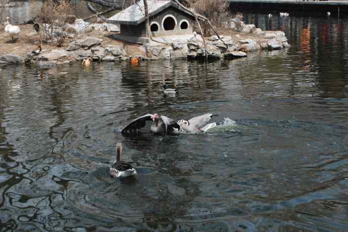 激战水禽湖（抓拍）