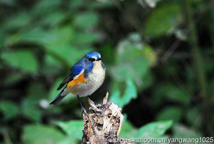 雄性红胁蓝尾鸲（14）