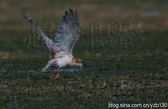 这世界，我来了！任凭风暴漩涡鈥︹Γㄗ橥迹25张图片）