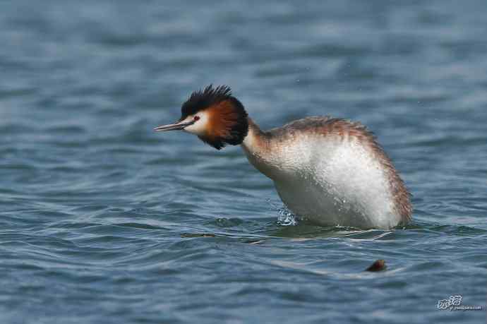 颐和园的凤头