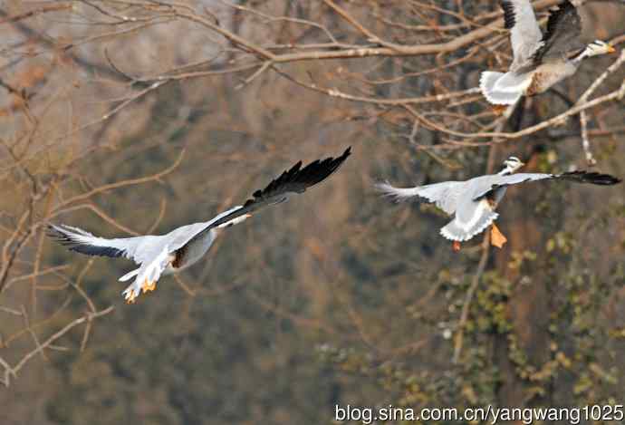 斑头雁（抓拍）11