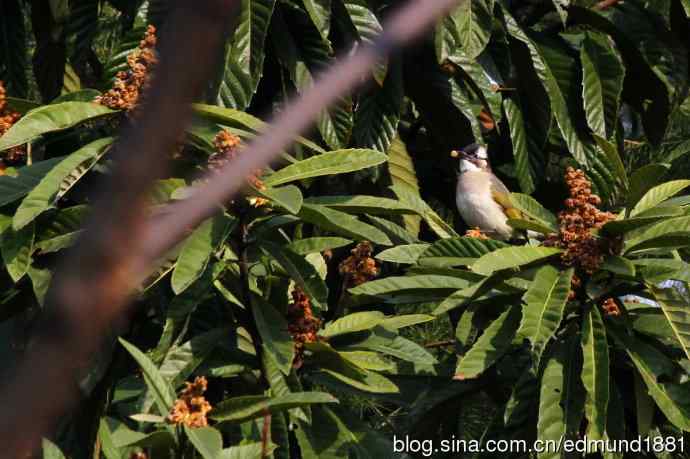 初哥守株待兔之收获