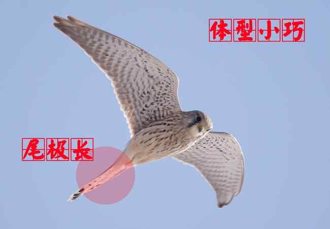 猛禽大全——中国东部地区27种迁徙类猛禽辨识