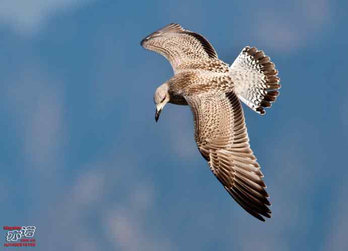 官厅水库&nbsp;wbr路&nbsp;wbr蒙古银鸥