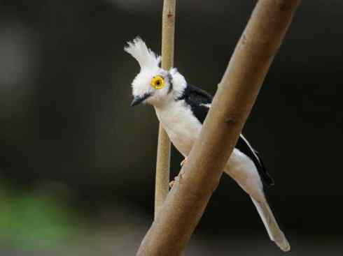 白头鸟系列:另类的美丽6 白头鸟系列:另类的美丽6