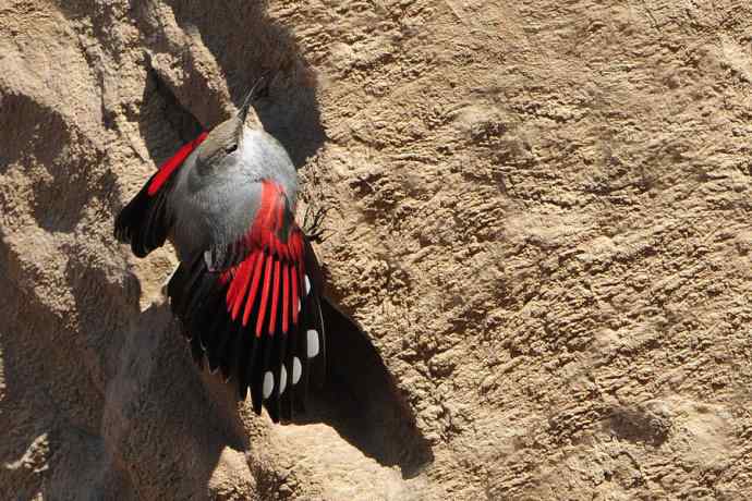 明星鸟鈥斺敽斐嵝谌