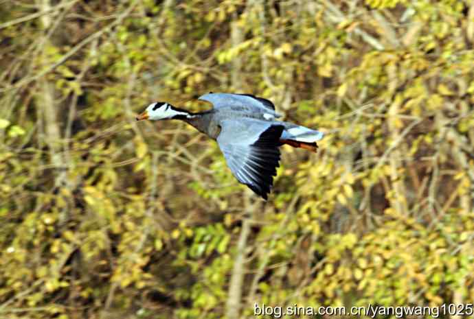 杂片(抓拍) 杂片(抓拍)