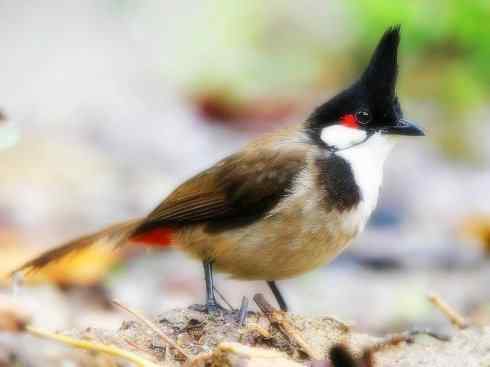 家禽驯化之源之三十（红耳鹎、领雀嘴鹎）