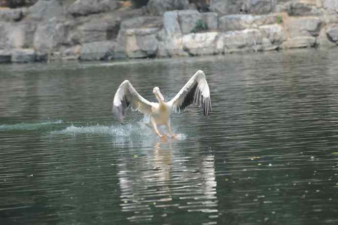 再次看到鹈鹕飞