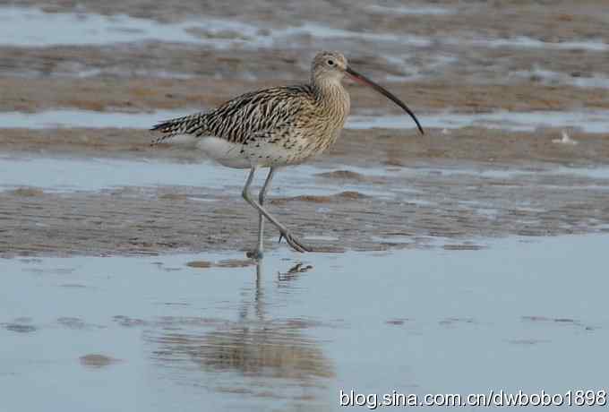 初冬北戴河观鸟