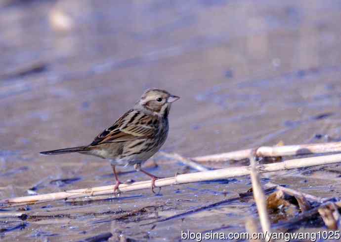 雌性灰头鹀(4) 雌性灰头鹀(4)