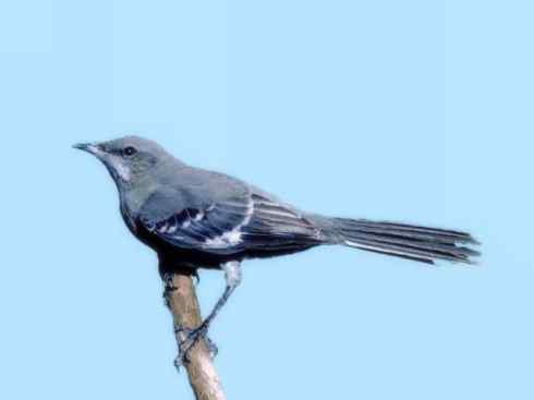 雀鸟也彪悍：别惹我（小嘲鸫）