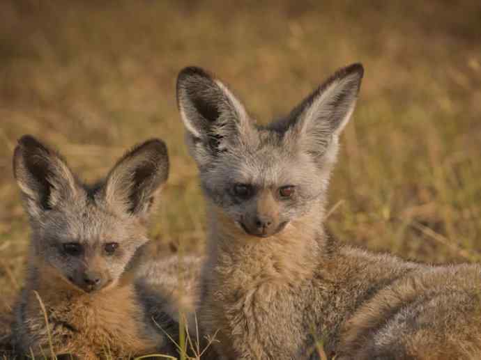 犬科：狐亚科之大耳狐