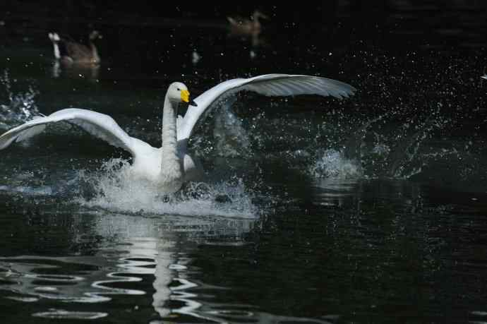 飞（白天鹅） wbr1