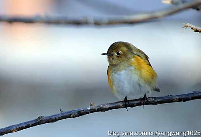 红肋蓝尾鸲（雌性）1