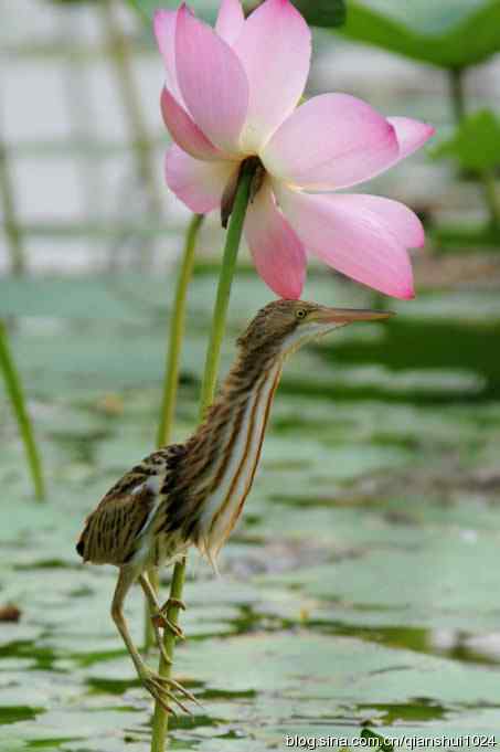 鸟儿快乐.人更快乐(沙河.奥体公园)