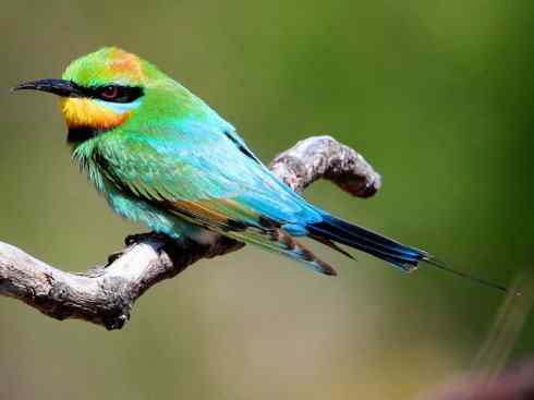 绝色攀禽：佛法僧目之蜂虎3