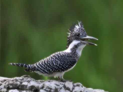 天生猎手：非猛禽类猎手之二（雀鸟也是屠夫——伯劳）