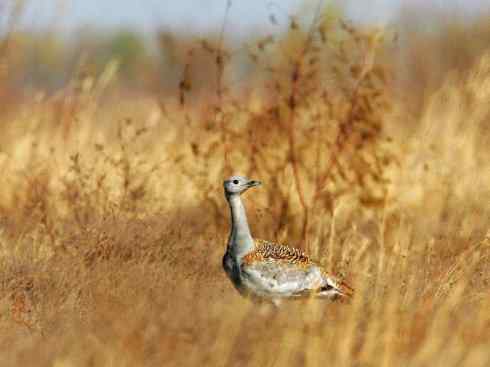 鸟类之最：大鸨