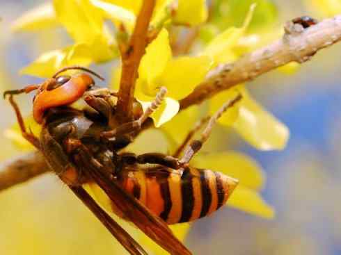 十大喜食蜂蜜动物：胡蜂