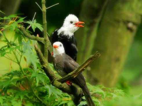 白头鸟系列:另类的美丽（黑短脚鹎）