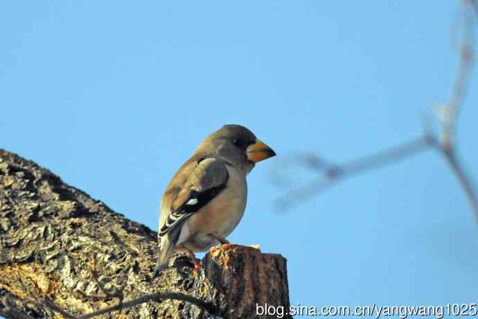 黑尾蜡嘴雀（库存片）
